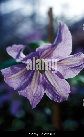 La clematide - Goodwin Foto Stock