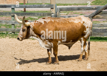 Texas Longhorn Foto Stock