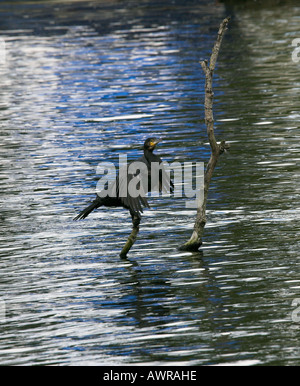 Cormorano Phalacrocorax carbo la pesca sul Fiume Tamigi a Henley Foto Stock