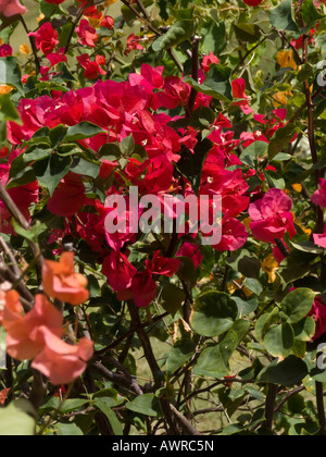 Rosso fiori di Bouganville Foto Stock