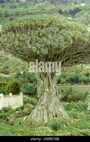 Isole Canarie Dragon Tree o Drago Dracaena draco, Icod de los Vinos, Tenerife, Isole Canarie Foto Stock