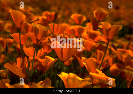 California Poppies Eschscholzia californica fiori selvatici Canyon Railroad Riverside County California USA Foto Stock