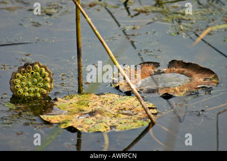 Capsula di semi di Lotus Nelumbo Nucifera nello stagno piccolo vista dall'alto immagini foto vendita per su alamy negli USA US orizzontale ad alta risoluzione Foto Stock