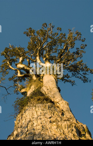 Alerce albero (Fitzroya cupressoides) Selvatica, Alerce Andino Parco Nazionale del Cile Foto Stock