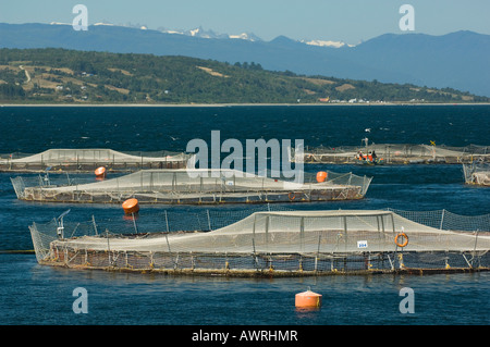 Acquacoltura, allevamento di salmoni, Marine Harvest Ltd. , Vicino a Puerto Montt, Cile Foto Stock