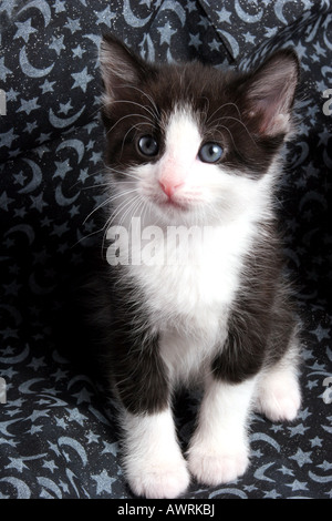 Un bianco e nero 6 settimane vecchio cucciolo con gli occhi blu Foto Stock