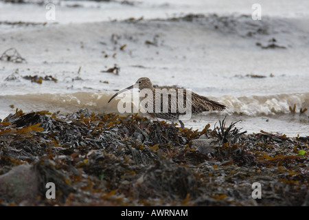 CURLEW Numenius arquata camminando lungo la riva del mare Foto Stock