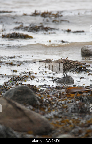 CURLEW Numenius arquata camminando lungo la riva del mare Foto Stock