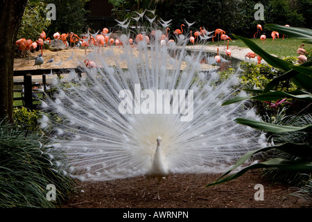 Albino Peacock Fanning le sue piume Foto Stock