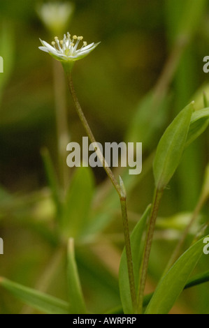 Bog Stitchwort, stellaria alsine Foto Stock