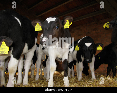 I vitelli farm interna Foto Stock
