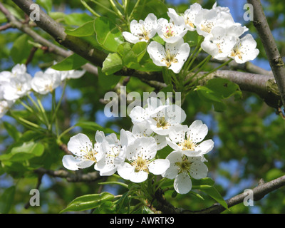 Cherrytree, Prunus avium, fioritura Foto Stock