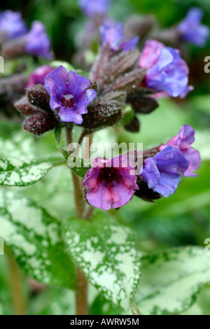 PULMONARIA DIANA CLARE Foto Stock