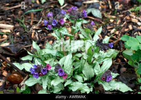 PULMONARIA DIANA CLARE Foto Stock