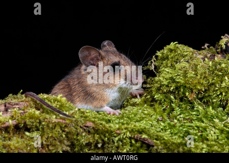 Mouse di legno lunga coda di topo di campo Apodemus sylvaticus sul log cercando alert Potton Bedfordshire Foto Stock