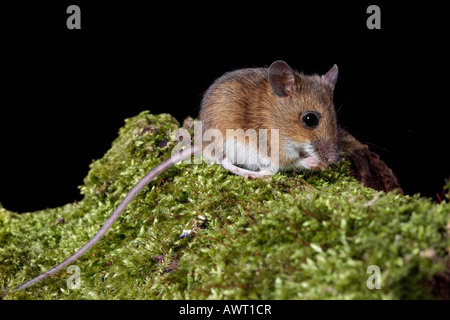 Mouse di legno lunga coda di topo di campo Apodemus sylvaticus sul log cercando alert Potton Bedfordshire Foto Stock