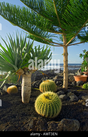 Tipica collezione di cactus e abeti in crescita nel suolo di origine vulcanica sulla costa occidentale di Lanzarote a El Golfo Isole Canarie Foto Stock