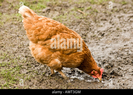 Free range Hen pollo domestico Gallus domesticus Foto Stock