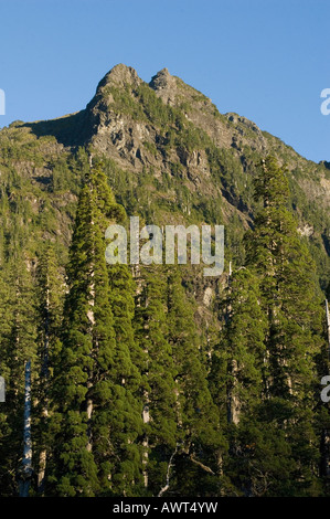Alerce alberi (Fitzroya cupressoides) Selvatica, Alerce Alpino Parco Nazionale del Cile Foto Stock