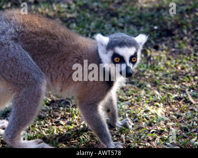 Anello-tailed lemur (Lemur catta) strepsirrhine primate captive allevati in cattività Ring tailed Lemur lemuri primati primate Foto Stock