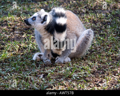 Anello-tailed lemur (Lemur catta) strepsirrhine primate captive allevati in cattività Ring tailed Lemur lemuri primati primate Foto Stock