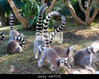 Allevati in cattività Ring Tailed Lemur ( Lemur catta ) Foto Stock