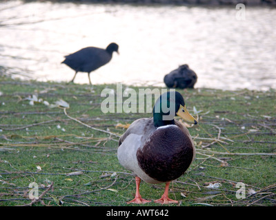 Mallard Drake (Anas platyrhynchos) e folaghe (fulica atra), Mijas Costa del Sol Spagna, Europa Foto Stock