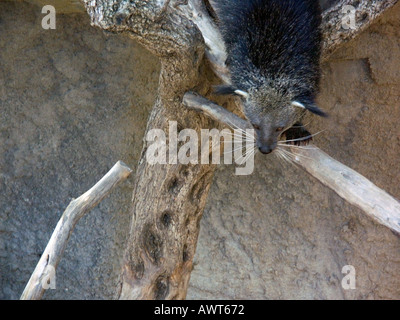 Captive bearcat (arctictis Binturong) binturong, binturong, bearcats, slow moving, arboree animale Foto Stock