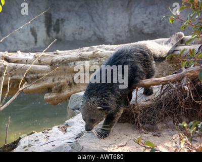 Captive bearcat (arctictis Binturong) binturong, binturong, bearcats, slow moving, arboree animale Foto Stock