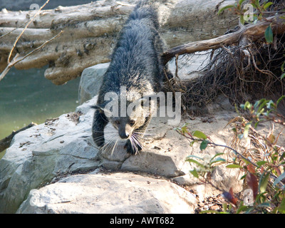 Captive bearcat (arctictis Binturong) binturong, binturong, bearcats, slow moving, arboree animale Foto Stock