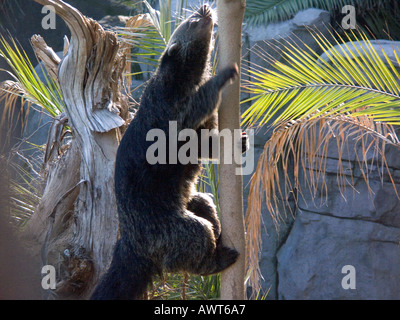 Captive bearcat (arctictis Binturong) binturong, binturong, bearcats, a movimento lento, Foto Stock