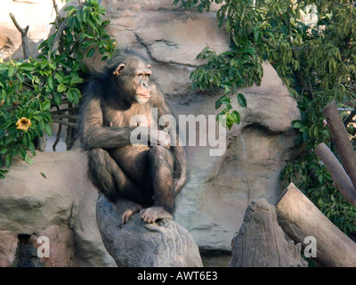 Allevati in cattività scimpanzé femmina ( Pan troglodytes ) delle grandi scimmie antropomorfe primate primati pensieroso Chimp Foto Stock