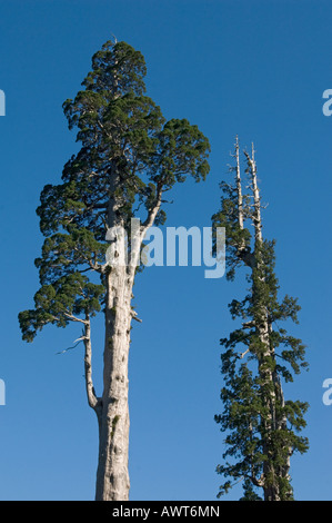 Alerce albero (Fitzroya cupressoides) Selvatica, Alerce Alpino Parco Nazionale del Cile Foto Stock