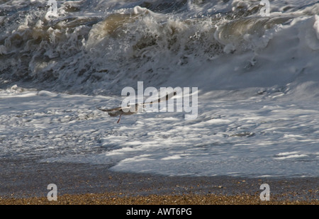 Gabbiano comune [Larus canus] alimentazione Foto Stock