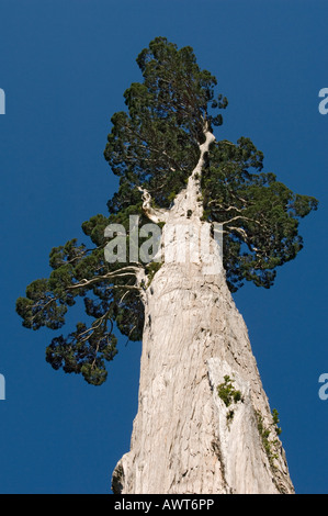 Alerce albero (Fitzroya cupressoides) Selvatica, Alerce Alpino Parco Nazionale del Cile Foto Stock