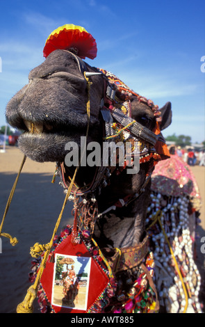 Decorate il camel vincitore del cammello concorso di bellezza a Pushkar fiera del cammello nel deserto di Thar Rajasthan in India Foto Stock