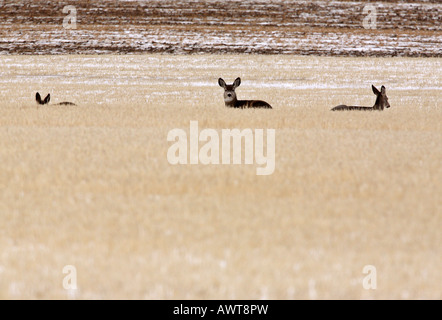 Piccolo allevamento di Mule Deer in inverno Foto Stock