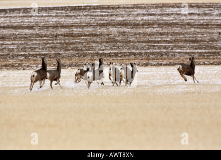 Piccolo allevamento di Mule Deer in inverno Foto Stock