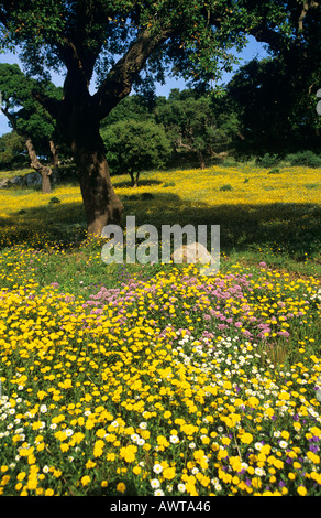 Campagna giallo fiori selvatici e querce da sughero, Andalusia. Foto Stock