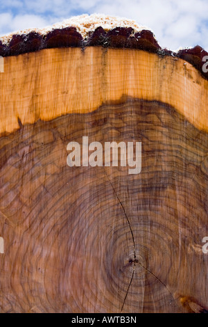 Abbattuto quercia con segatura Paesi Bassi Foto Stock