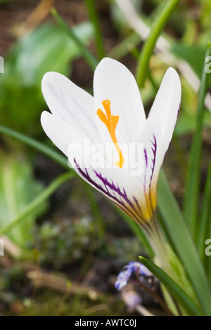 Crocus versicolor picturatus, alias panno di argento, con strisce Viola sui petali di colore bianco. Il 15 marzo 2008. Foto Stock