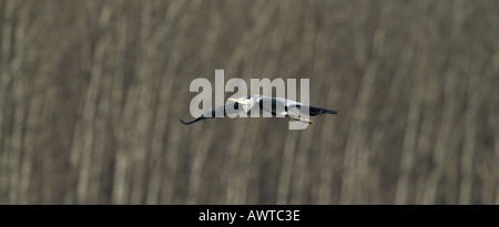 Airone cenerino Ardea cinerea adulto inverno REGNO UNITO Foto Stock