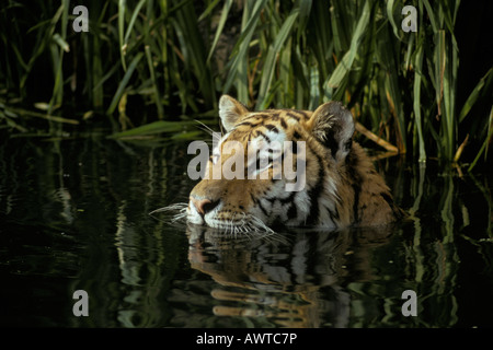 Tigre de siberie dans l'eau Sibirian Tiger su acqua Panthera tigris altaica adulto animale animali Asia belve felidae wat Foto Stock