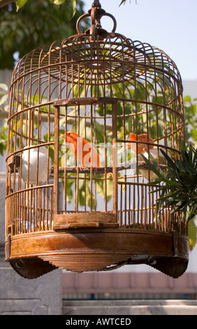 dh Yuen po Street Bird Gardens MONG KOK HONG KONG Uccelli cinesi Canarie in bambù gabbia mongkok mercato birdcage gabbia gabbie di uccelli orientali per animali domestici Foto Stock