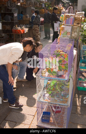 dh Yuen po Street Bird Gardens MONG KOK HONG KONG Pappagalli in vendita clienti gabbie cina Mongkok mercato cinese persone mercati di gabbia di uccelli Foto Stock