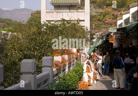 dh Yuen po Street Bird Gardens MONG KOK MERCATI HONG KONG ASIA Bamboo uccello gabbie uomini che guardano al mercato stallo visualizzazione uccelli mongkok Foto Stock