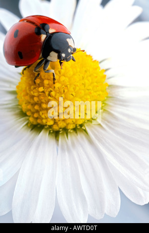 Ladybug su petali di fiori Foto Stock