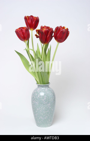 Rosso scuro i tulipani in un vaso blu sullo sfondo bianco Foto Stock