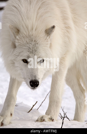 Arctic Wolf in inverno Foto Stock