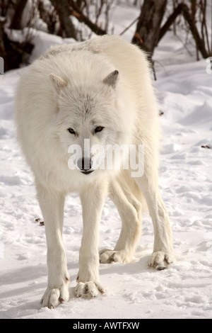 Arctic Wolf in inverno Foto Stock